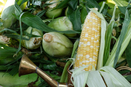 Display of fresh organically grown non-GMO corn on the cob at local farmers market