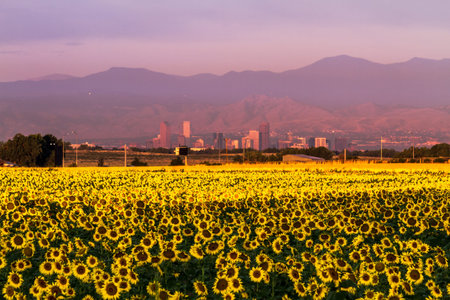 Denver Colorado skyline in the distance through a large field of summer sunflowersの写真素材