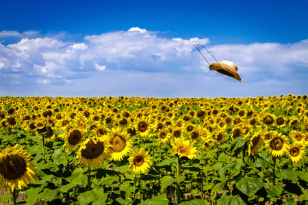 Straw cowboy hat flying over field of sunflowers on sunny blue sky dayの写真素材