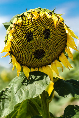 Face appearing on large yellow sunflower bloom on sunny summer dayの写真素材