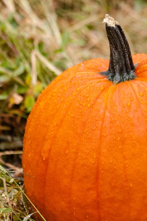 Rain drops on pumpkin sitting in pumpkin fieldの写真素材