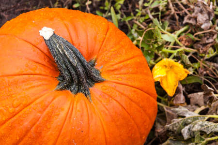 Close up of top of pumpkin sitting next to pumpkin blossom in fieldの写真素材