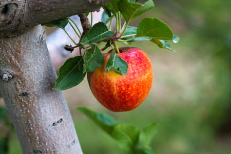 Close up of red apple hanging on tree branch with leaves in orchardの写真素材