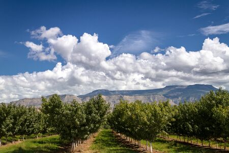 Peach tree rows in Palisades Colorado orchard on sunny summer afternoonの写真素材