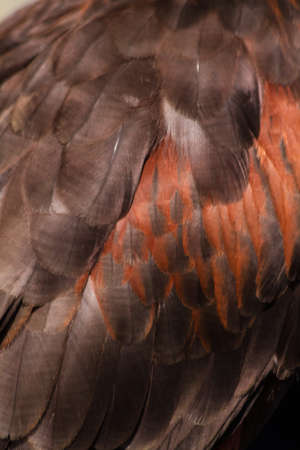 Close up of feathers on a Harris Hawk wingの写真素材