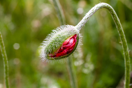 Close up of orange poppy bud growing in gardenの写真素材