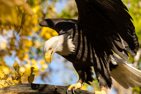 Large bald eagle landing on tree branch with changing leavesの写真素材