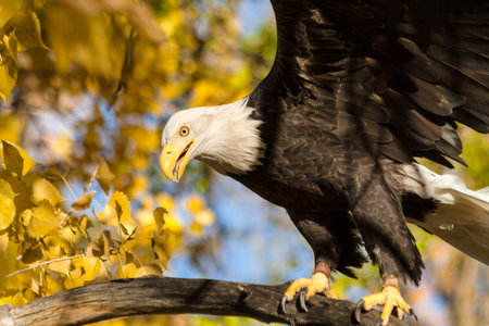 Large bald eagle landing on tree branch with yellow fall leaves changing 