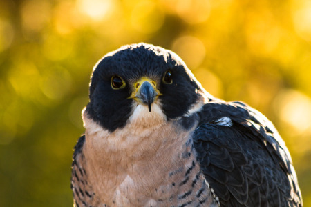 Close up of head of Peregrine Falcon with fall colors in backgroundの写真素材