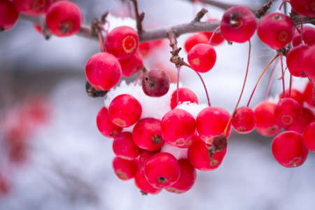 Red berries hanging on tree covered with freshly fallen snowの写真素材