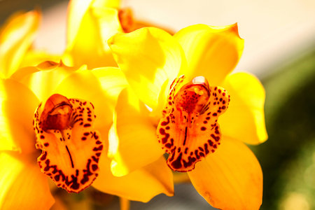 Bright yellow orchid growing on stem in bright sunlightの写真素材