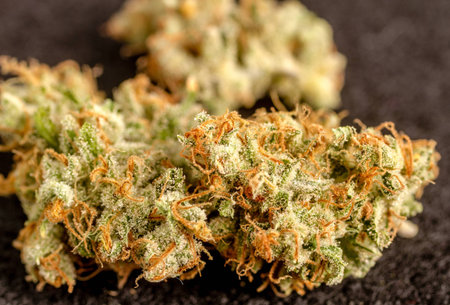 Close up of medicinal marijuana buds on black backgroundの写真素材