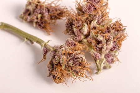 Close up of medicinal marijuana buds oh white backgroundの写真素材