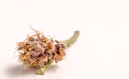 Close up of medicinal marijuana buds oh white backgroundの写真素材