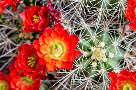 Close up of bright red blooms on top of large barrel cactusの写真素材