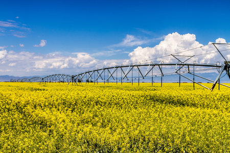 Field of rapeseed with beautiful clouds with watering system - plant for green energyの写真素材