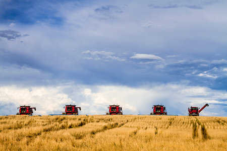 Row of red modern combines harvesting field of wheat with dramatic summer sky