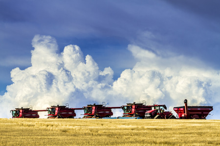 Row of red modern combines harvesting field of wheat with dramatic summer storm skyのeditorial素材