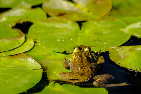 Small northern green frog sitting on lily pads in fresh water pond on sunny summer morningの写真素材
