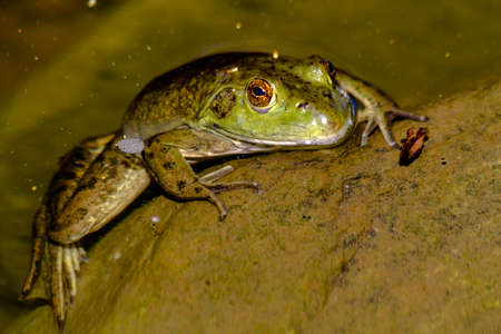 Close up of northern green frog sitting on moss covered rock in fresh water pond, partially under waterの写真素材