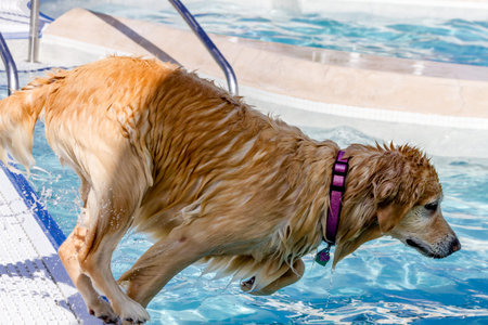 Golden Retriever jumping into swimming poolの写真素材