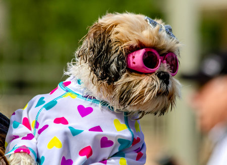 Cute little puppy dressed up with swim goggles and bow in heart shirtの写真素材