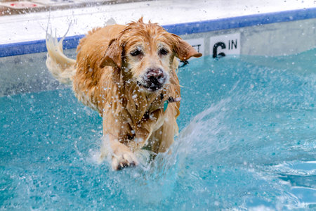 Golden Retriever jumping into swimming poolの写真素材