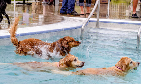 3 Golden Retrievers jumping and paddling in swimming poolの写真素材