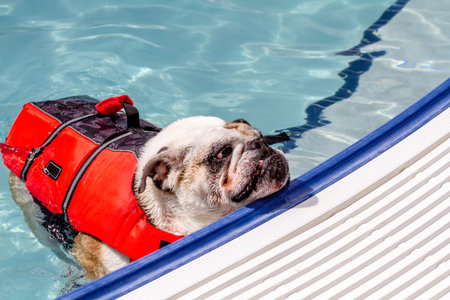 English bulldog in water at local swimming pool wearing canine life jacketの写真素材