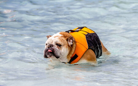 English bulldog in water at local swimming pool wearing canine life jacketの写真素材