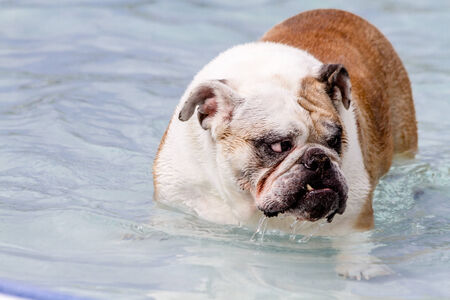 English bulldog in water at local swimming pool wearing canine life jacketの写真素材