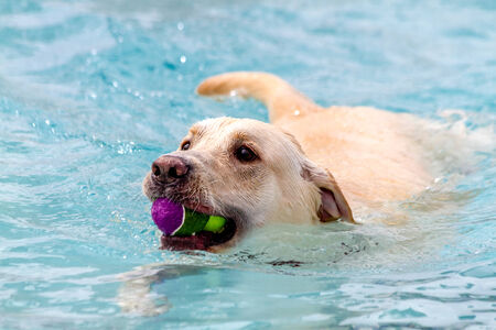 Yellow Labrador Retriever jumping into swimming pool making big splash with tennis ball in mouthの写真素材