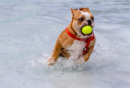 English bulldog puppy running in water at local swimming pool with tennis ball in mouthの写真素材