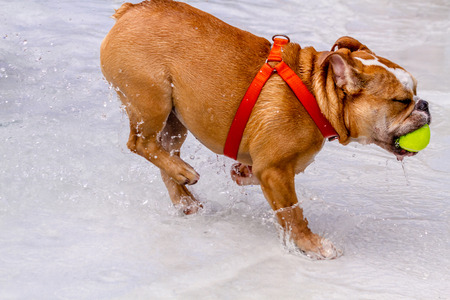 English bulldog puppy running in water at local swimming pool with tennis ball in mouthの写真素材