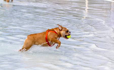 English bulldog puppy running in water at local swimming pool with tennis ball in mouthの写真素材