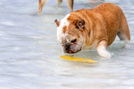 English bulldog playing with frisbee in water at local swimming poolの写真素材