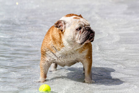 English bulldog playing with tennis ball in water at local swimming poolの写真素材