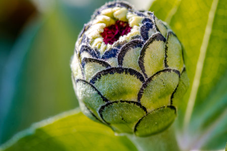 Close up of unopened pink Zinnia bud with backlit green leaves in backgroundの写真素材