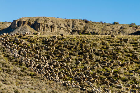 Basque sheepherder herding large flock of sheep on mountain side filled with sage brush on sunny fall morningの写真素材