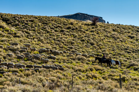 Basque sheepherder on horse back herding large flock of sheep on mountain side filled with sage brush on sunny fall morningの写真素材