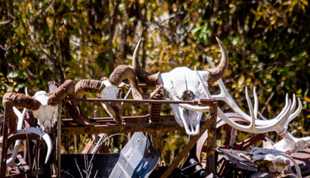 Close up of wagon filled with animal skulls, antlers and hornsの写真素材