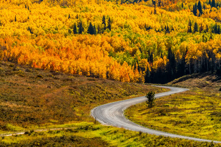 Mountain slopes filled with changing yellow, orange and green Aspen trees and dirt road winding...