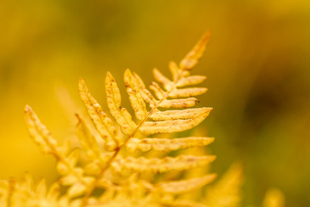 Close up of forest fern leaf turning brown on sunny fall dayの写真素材