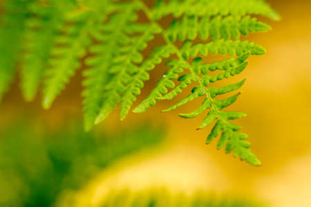 Close up of green forest fern leaf among brown brown and yellow leaves on sunny fall dayの写真素材