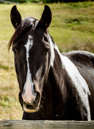 Close up of black and white horse standing at ranch fenceの写真素材