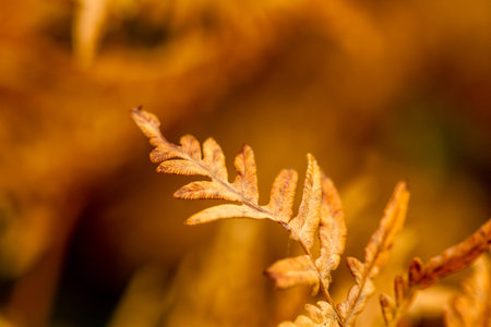 Close up of forest fern leaf turning brown on sunny fall dayの写真素材