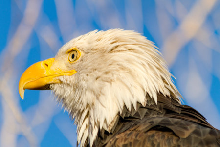 Side view of head of American Bald Eagle in early morning light