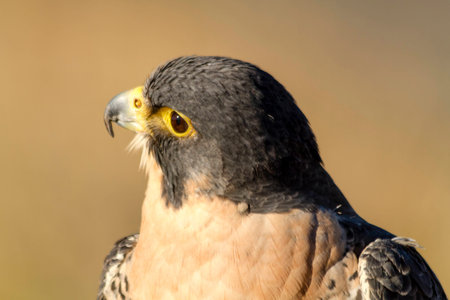 Close up of Peregrine Falcon sitting in tree on autumn morningの写真素材