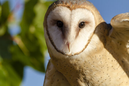 Close up of common barn owl perched on tree branch in morning sunの写真素材