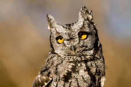 Close up of Western Screech Owl sitting on tree stump in early morning sunlightの写真素材